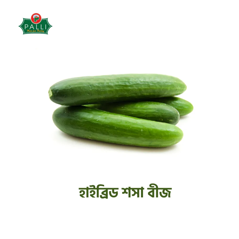 হাইব্রিড শসা বীজ