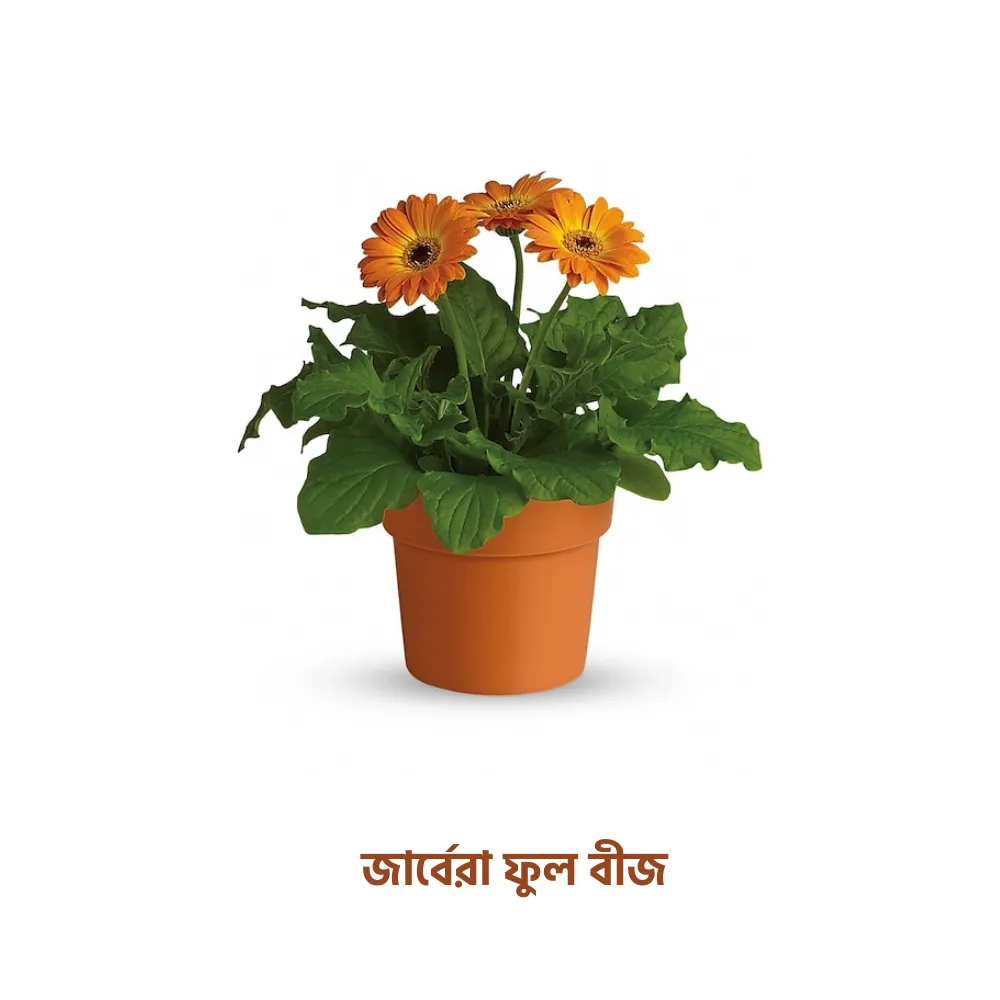 জার্বেরা ফুল বীজ
